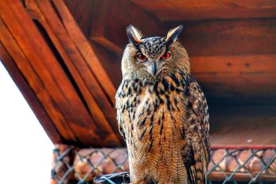 Close-up portrait of owl on wood