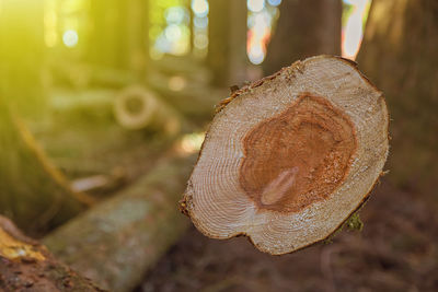 Close-up of fungus on tree trunk in forest