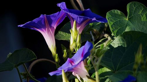 Close-up of purple flowering plant