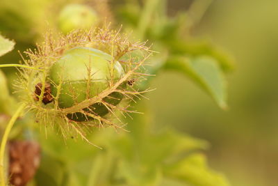 Close-up of plant growing outdoors