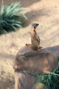 Lion sitting on a land