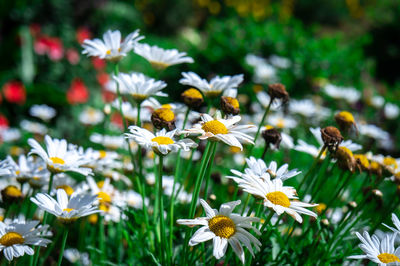 Close-up of white daisy flowers