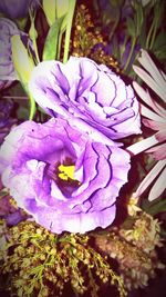 Close-up high angle view of purple flower