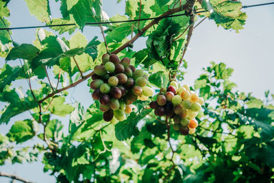 Low angle view of fruits growing on tree