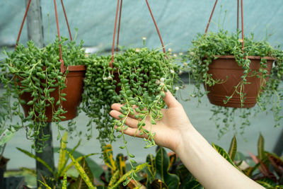 Gardener woman hand holding hanging senecio rowleyanus in greenhouse or nursery plant. gardening.