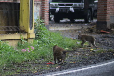 Two dogs on the road