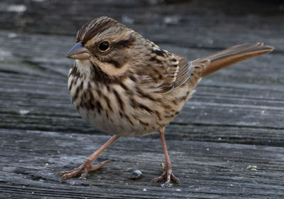 Close-up of bird perching on wood