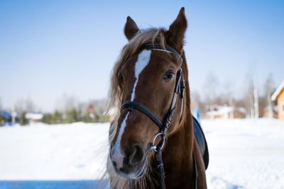 Horse on snow field