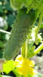 Close-up of yellow flowering plant