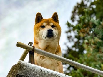 Portrait of a dog