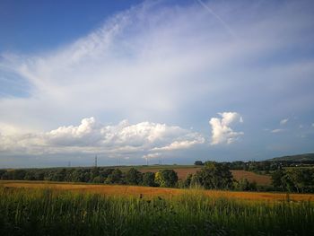 Scenic view of agricultural field against sky