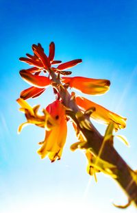 Low angle view of flowering plant against clear blue sky