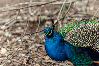 Close-up of peacock