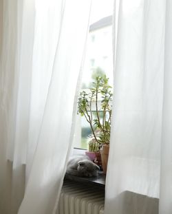 curtain