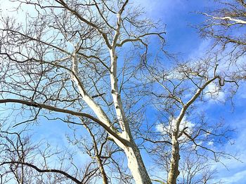 Low angle view of bare tree against blue sky