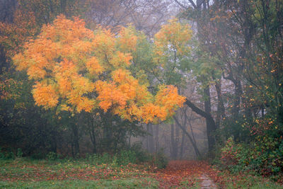 Autumn trees in forest