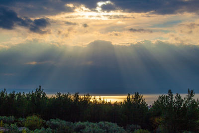 Scenic view of trees against sky during sunset
