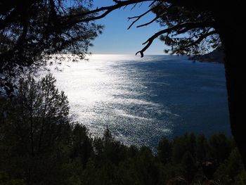 Close-up of tree by sea against sky