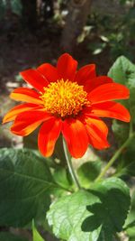 Close-up of orange flower blooming outdoors