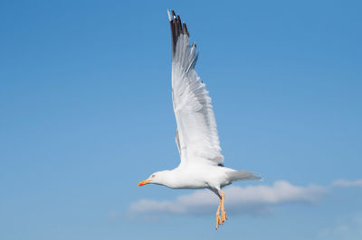 Low angle view of seagull flying