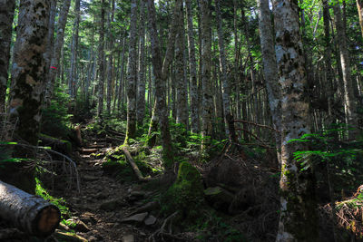 Trees growing in forest