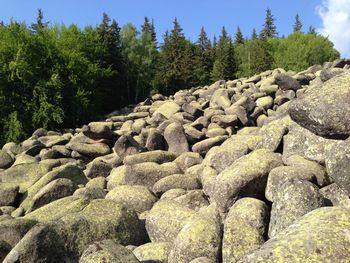 Rocks on land against trees in forest