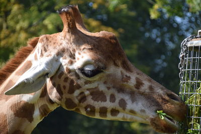 Close-up of giraffe