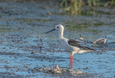 Black winged stilt standing still