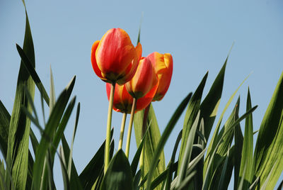 Close-up of red tulips on field against sky
