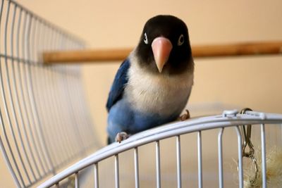Close-up of bird perching
