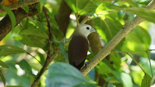 Low angle view of bird perching on tree