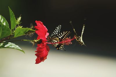 Close-up of butterfly on red flower