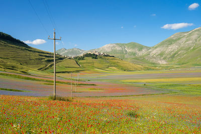 Castelluccio di norcia, flowering of lentils