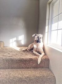 Portrait of dog at home