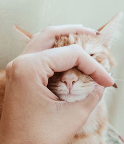 Close-up of hand holding kitten