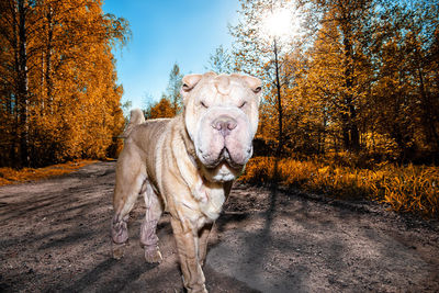 Portrait of dog standing by trees during autumn