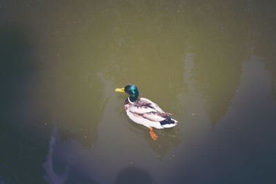 High angle view of duck swimming in lake