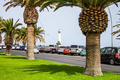 Street by palm trees against sky in city