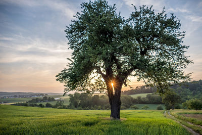Tree on field against sky during sunset