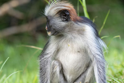 Close-up of monkey on field