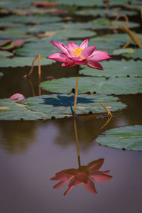 Close-up of lotus water lily