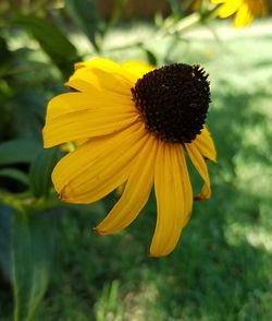 Close-up of yellow flower blooming outdoors