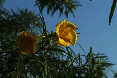 Low angle view of yellow flowering plant against sky