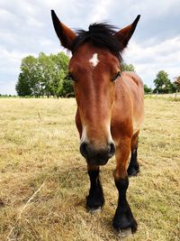 Close-up of a horse on field