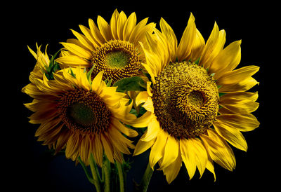 Close-up of sunflower against black background