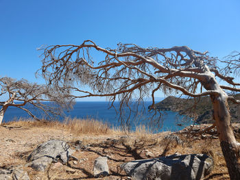 Bare tree on rock against clear blue sky