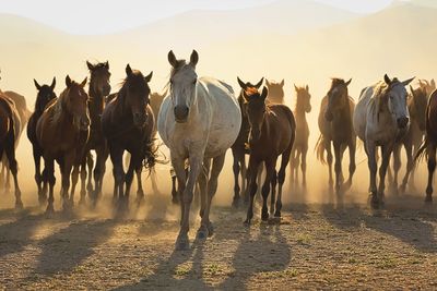 Horses running amidst dust