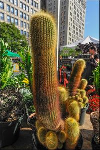 Statue of cactus in garden