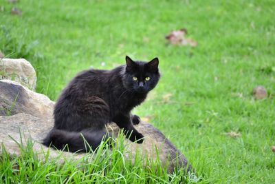 Cat sitting on grass