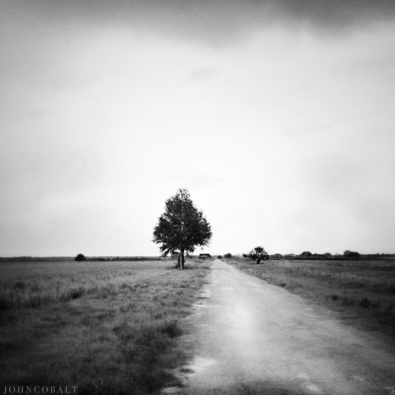 the way forward, tranquil scene, tree, tranquility, landscape, road, field, grass, country road, sky, diminishing perspective, scenics, nature, transportation, beauty in nature, dirt road, vanishing point, rural scene, clear sky, copy space